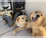 Small #2 Golden Retriever