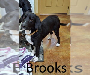 Labrador Retriever-Unknown Mix Dogs for adoption in Mountain View, AR, USA