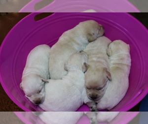 Labrador Retriever Puppy for Sale in BARDSTOWN, Kentucky USA