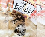 Small Photo #4 Faux Frenchbo Bulldog Puppy For Sale in PASCO, WA, USA