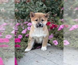 Shiba Inu Puppy for sale in CANOGA, NY, USA