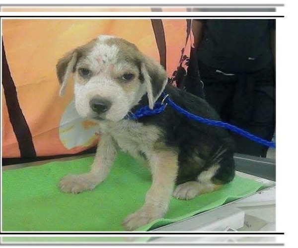 Medium Photo #2 Mutt Puppy For Sale in Lakewood, CO, USA