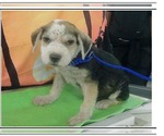 Small #1 Mutt