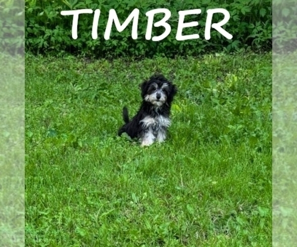 Medium Photo #3 YorkiePoo Puppy For Sale in HARTLAND, MN, USA
