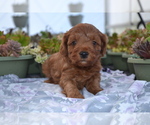 Puppy Reggie Poodle (Miniature)