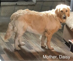 Mother of the Golden Retriever puppies born on 05/03/2022