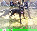 Small Photo #12 Boxer-Staffordshire Bull Terrier Mix Puppy For Sale in Pensacola, FL, USA