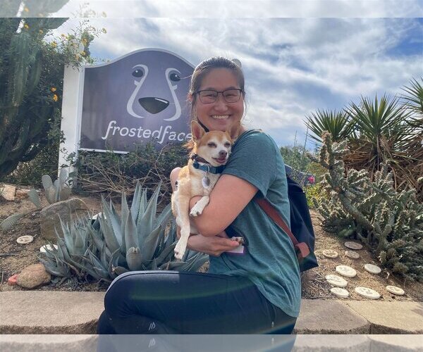 Medium Photo #3 Chihuahua Puppy For Sale in  Ramona, CA, USA