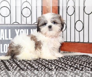 Shih Tzu Puppy for sale in NAPLES, FL, USA