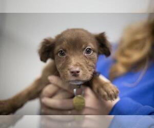 Mutt Dogs for adoption in Mountain Home, AR, USA