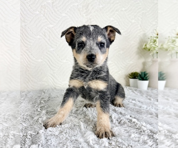 Medium Photo #3 Australian Cattle Dog Puppy For Sale in GREENFIELD, IN, USA