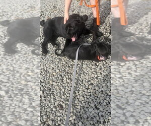 Onyx FKA Stinger - Male Labrador Retriever-Unknown Mix Dog for Adoption - Photo #11