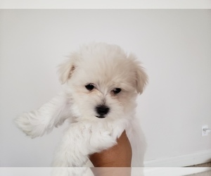 Maltese Puppy for sale in KANSAS CITY, MO, USA
