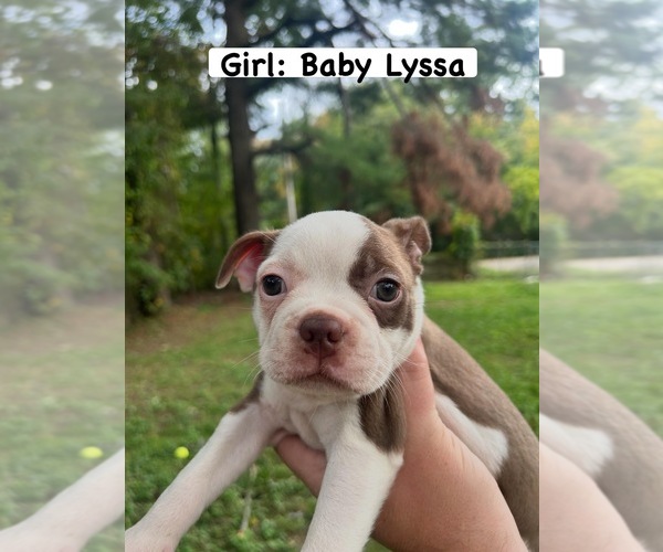 Medium Photo #4 Boston Terrier Puppy For Sale in COVENTRY, RI, USA