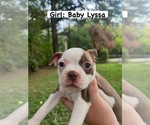 Puppy Puppy 3 Boston Terrier