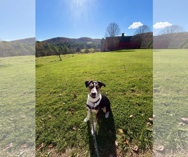 Medium Photo #4 Australian Shepherd-Unknown Mix Puppy For Sale in West Cornwall, CT, USA