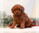 Small Goldendoodle (Miniature)