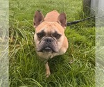Small #1 French Bulldog Mix