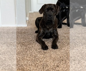 Mother of the Cane Corso puppies born on 07/24/2025