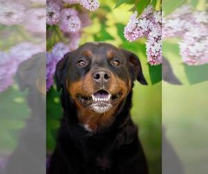 Rottweiler-Unknown Mix Dogs for adoption in Belleville, IL, USA