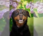 Small Rottweiler Mix