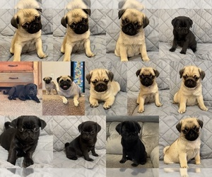Pug Puppy for sale in ABERDEEN, SD, USA