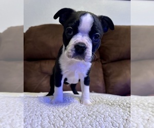 Boston Terrier Puppy for sale in WASHBURN, MO, USA