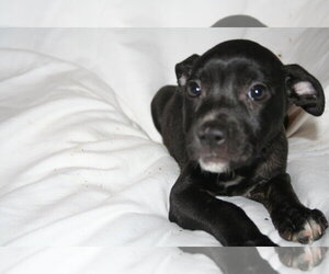 American Staffordshire Terrier-Unknown Mix Dogs for adoption in Holly Springs, NC, USA