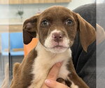 Small #1 German Shorthaired Pointer-Mountain Cur Mix