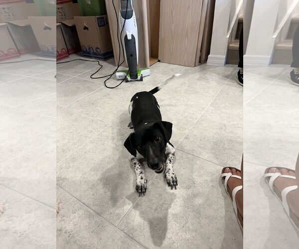 Medium Photo #3 Jack Russell Terrier-Unknown Mix Puppy For Sale in Sanford, FL, USA