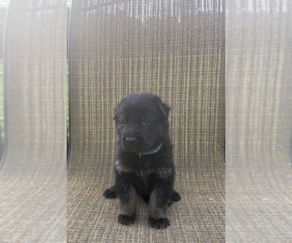 Medium Photo #3 German Shepherd Dog Puppy For Sale in SUMPTER TWP, MI, USA