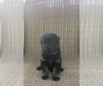 Small Photo #3 German Shepherd Dog Puppy For Sale in SUMPTER TWP, MI, USA