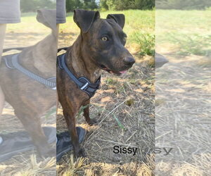 Sissy - Female Labrador Retriever-Unknown Mix Dog for Adoption - Photo #7