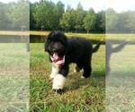 Small Photo #5 Pyredoodle Puppy For Sale in SALUDA, SC, USA