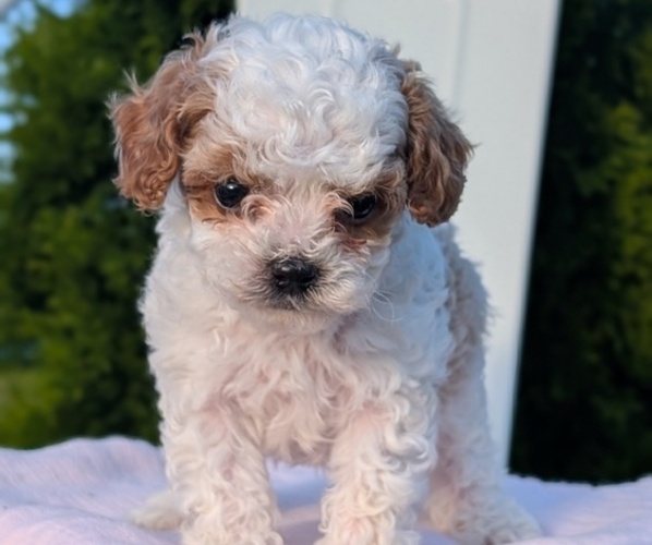 Medium Photo #3 Cavapoo (Miniature) Puppy For Sale in GOSHEN, IN, USA