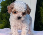 Small Photo #59 Cavapoo (Miniature) Puppy For Sale in GOSHEN, IN, USA