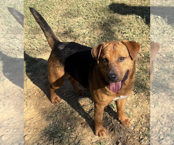 Medium Photo #2 Mutt Puppy For Sale in Wetumpka, AL, USA