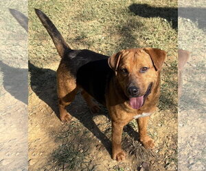 261288  Megatron - Male Mutt Dog for Adoption - Photo #2