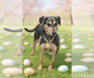 Mutt Dogs for adoption in Talladega, AL, USA