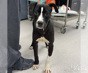 Boxador Dogs for adoption in Washington, DC, USA