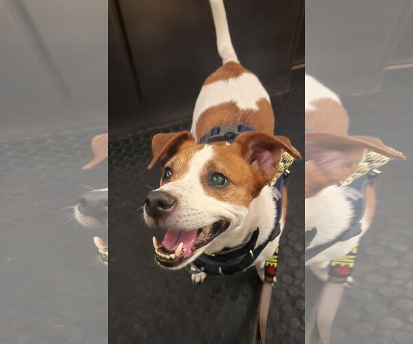 Medium Photo #3 Mutt Puppy For Sale in Philadelphia, PA, USA