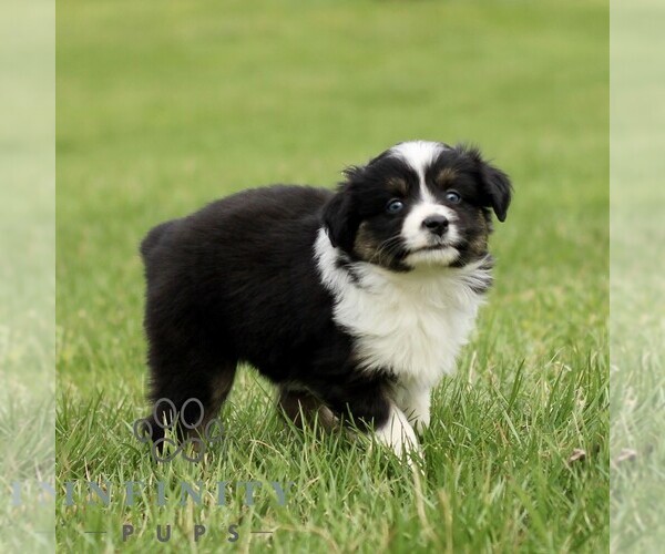 Medium Photo #3 Australian Shepherd Puppy For Sale in NEW PROVIDENCE, PA, USA