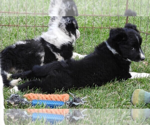 Medium Photo #1 Border Collie Puppy For Sale in CARLISLE, KY, USA