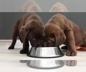 Labrador Retriever Puppy for sale in MORENO VALLEY, CA, USA