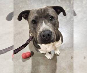 Mutt Dogs for adoption in Greenville, SC, USA