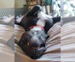 Small #4 American Pit Bull Terrier Mix