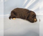 Small Photo #27 Golden Mountain Dog Puppy For Sale in BLACK FOREST, CO, USA