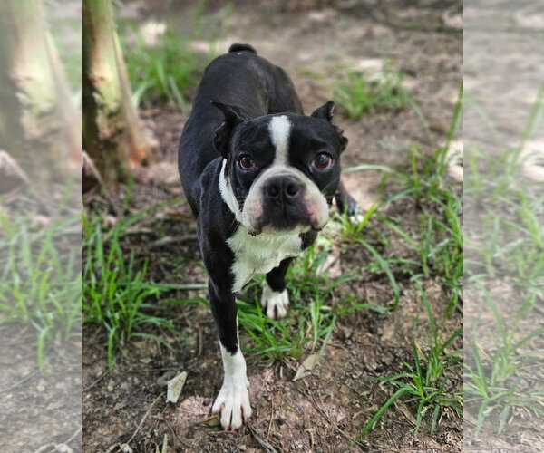 Medium Photo #4 Boston Terrier-Unknown Mix Puppy For Sale in Wakefield, RI, USA
