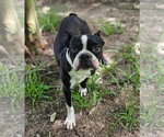Small #3 Boston Terrier Mix