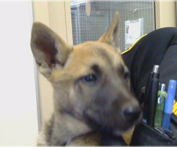 Medium Photo #1 Mutt Puppy For Sale in Sacramento, CA, USA